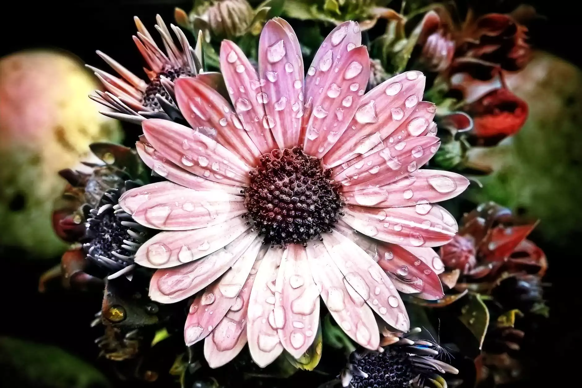 Colorize Photo Online Free with AI