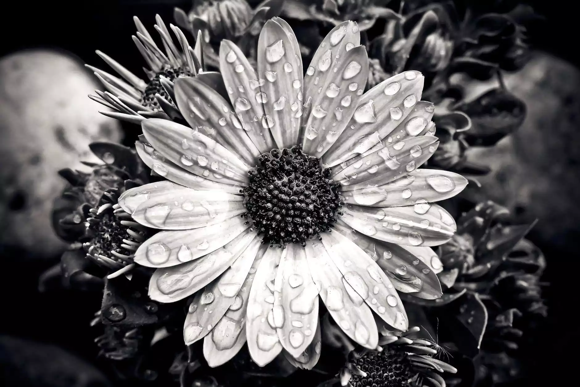 Colorize Photo Online Free with AI