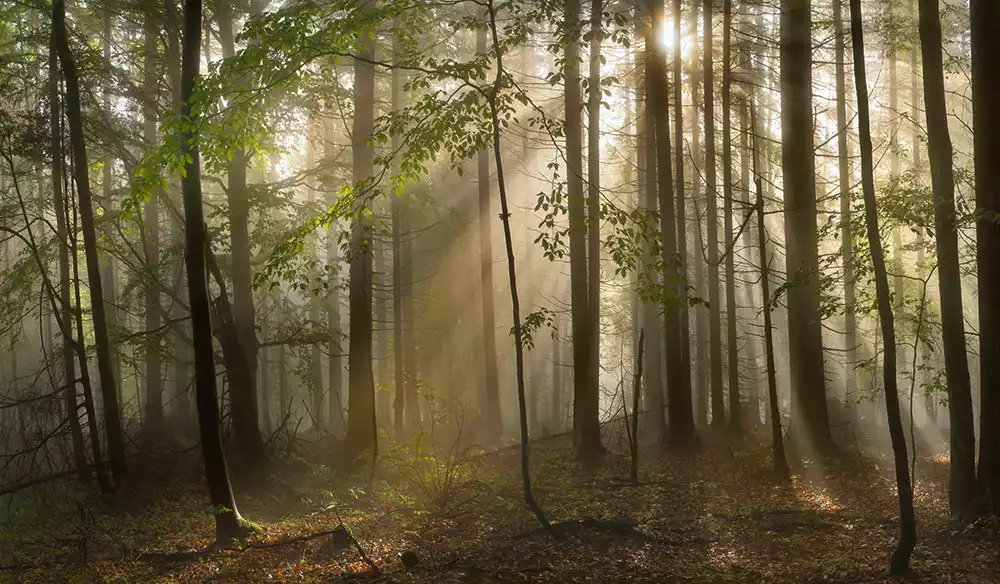 Supprimer la brume des photos en ligne avec l'IA